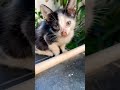 Cute kitten #trendingshorts #kittenlove #kitty #catfood