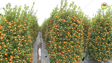 Quất cảnh tết giá cao