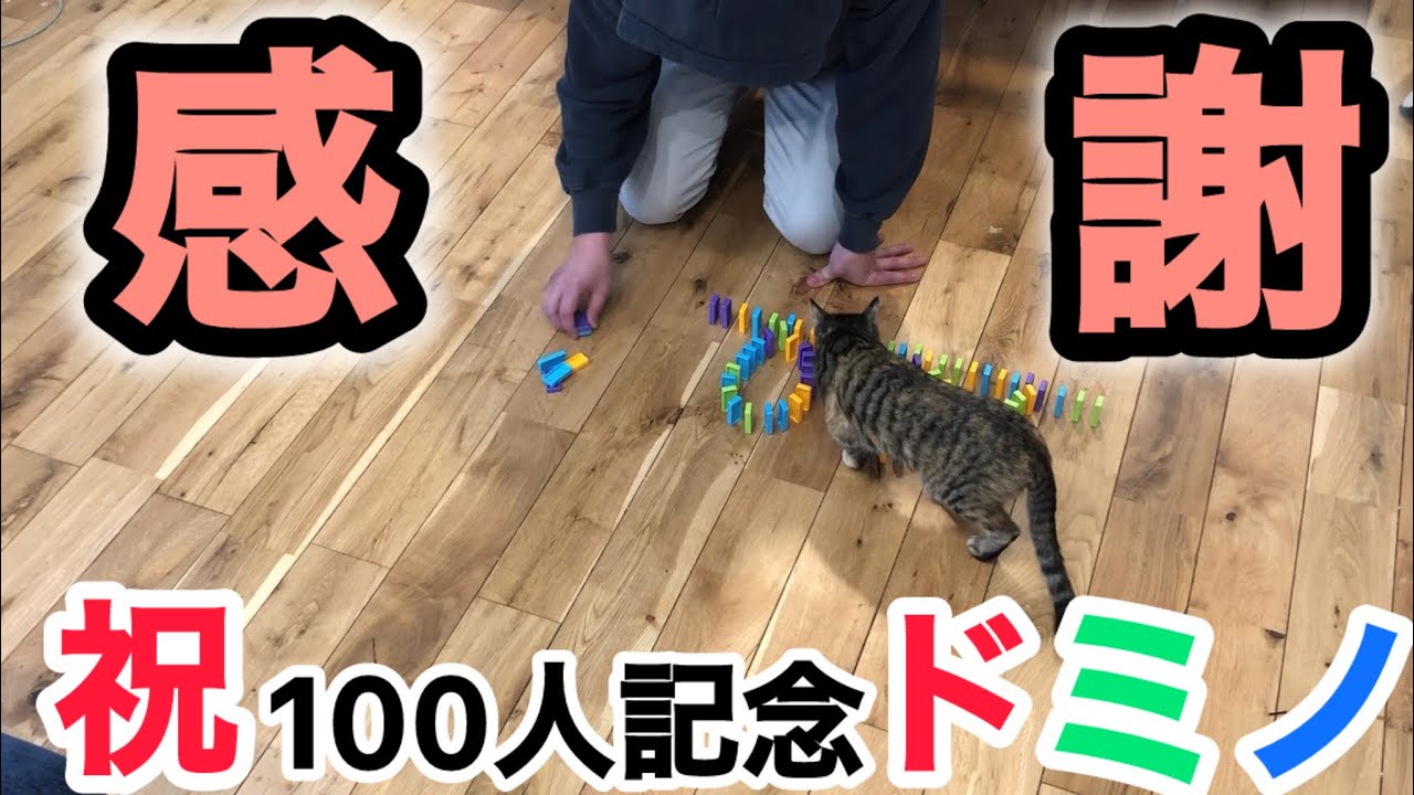 【祝100人】登録者100人達成記念で猫とドミノしてみました