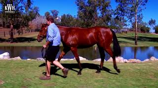 Kitchwin Hills Lot 389 Sebring X Steps In Time Colt Kitchwin Hills Lot 389 Sebring X Steps In Time Colt