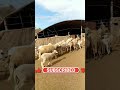 اصوات الغنم و الخراف اغنام The Voices Of Sheep Antheir Young Short 