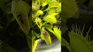 Venus flytrap feeding