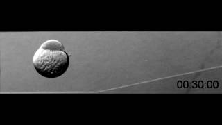 Zebrafish Development