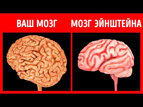 Video: Альбертада ракундар барбы?