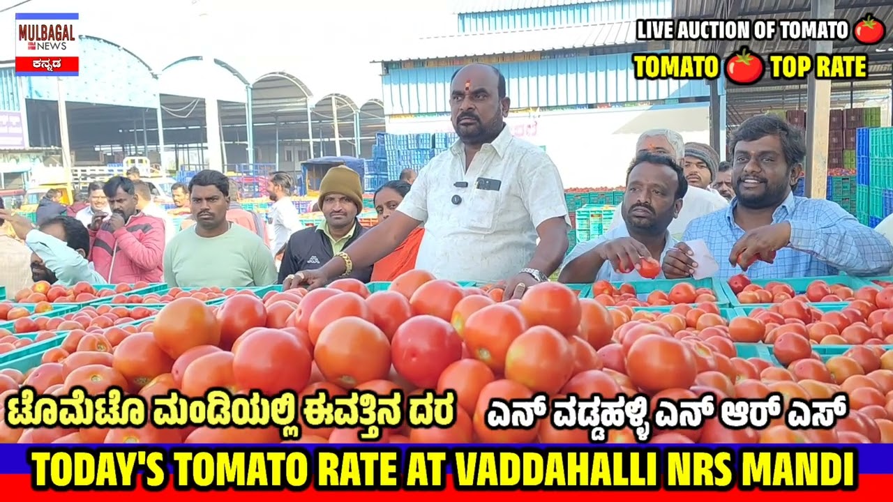 Сегодняшняя цена помидоров в VADDAHALLI NRS MANDI KARNATAKA.