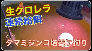 タマミジンコ培養　生クロレラ連続給餌開始しました。