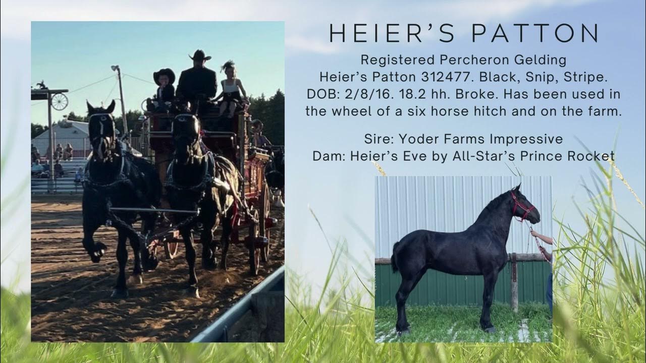 Kalona Sales Barn, Inc. Heier's Patton, Lot 161, Kalona Spring Draft