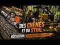 Des chênes et du Stihl ! Bucheron, un métier pas comme les autres ! #chêne #stihl #ms500i 