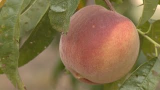 From Freeze to Feast: Georgia Peach Orchards Rebound with Bumper Crop in 2024!