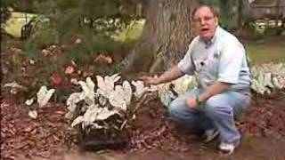 Horticulturist offers tips about caladium care