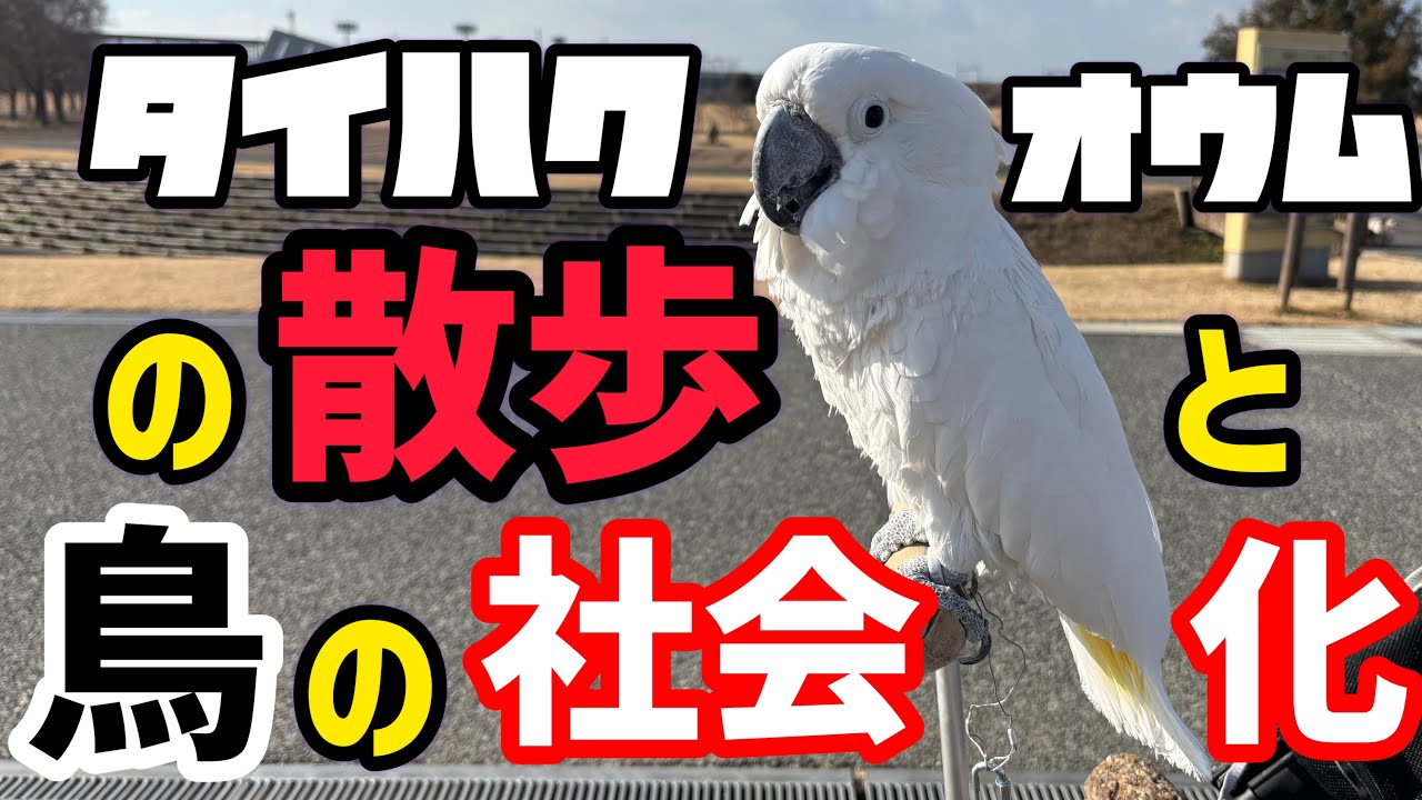 タイハクオウムと鳥の「社会化」　＃bird ＃parrot ＃cockatoo ＃parakeet
