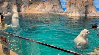 2025/09/07 ベルーガのトレーニング【全頭参加編】@名古屋港水族館