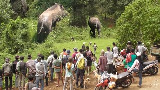 AMAZING !!! PENGHUNI LERENG BUKIT INI BERHAMBURAN KELUAR DARI SARANGNYA ||WILD BOARD HUNTING