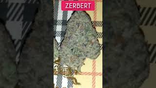 Cannabis Strain: Zerbert #shorts