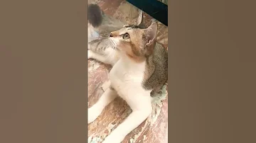 Viralvideo Cat Lovesong Love Jiskeaanesemukammalhogayithizindagisong 