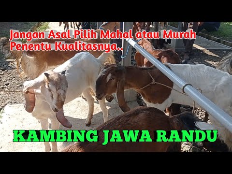 HARGANYA MAHAL MURAH SESUAI PENENTU KUALITAS, KAMBING JAWA RANDU