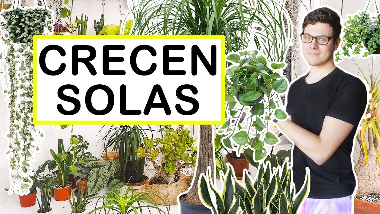 TOP 6 HOUSEPLANTS for BEGINNERS 🌱