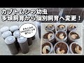 カブトムシの幼虫を個別飼育！ デカい幼虫を多頭飼育からDAISOボトルの個別飼育に変更！
