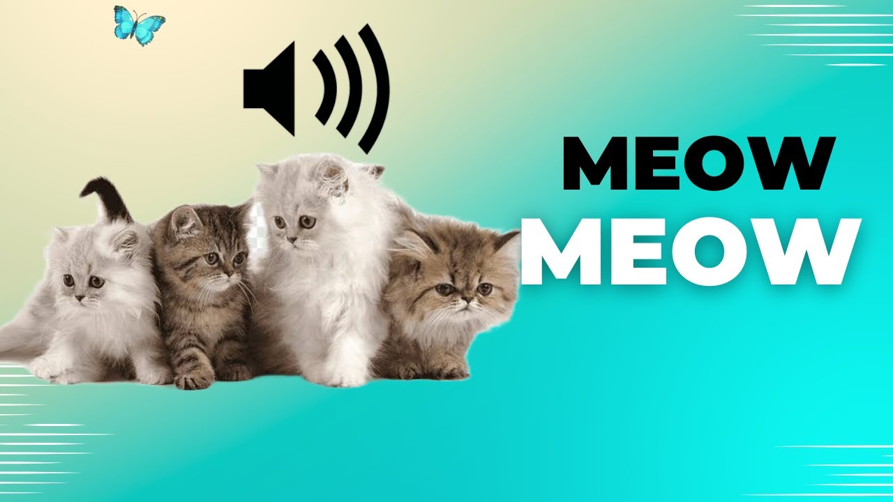 cat sounds - Suara Anak Kucing Memanggil Induknya- compilation of cute ...