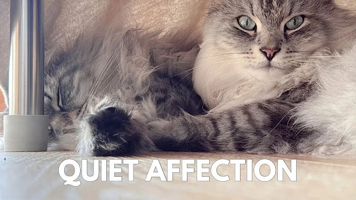 Video 11355151: siberian forest cat, beautiful forest cat, cat grooming