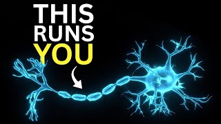 Inside Your Nervous System: The Hidden Electrical World of the Human Body