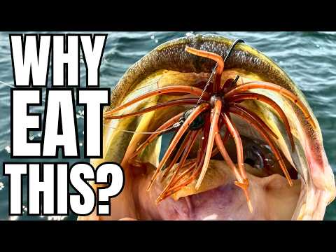 These Bass Lures Look Ridiculous… So Why Do They Work?