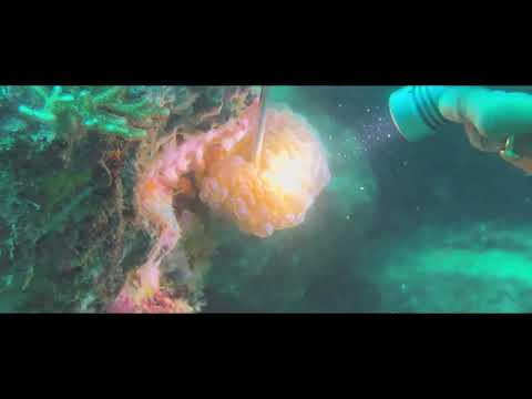 📍Rajawali - Aug-25 Malaysia - Dive #1 