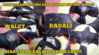 Download lagu PERBEDAAN ANTARA BURUNG DADALI DAN BURUNG WALET