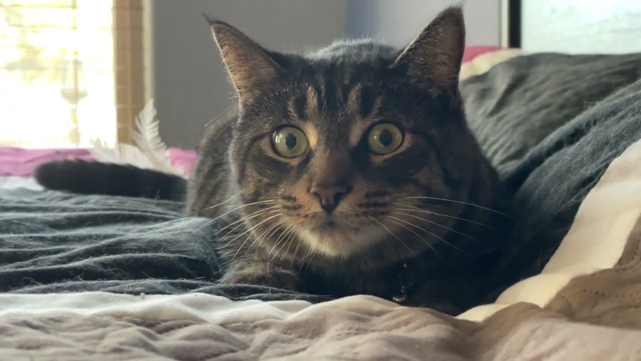 Professor Snape the cat dialates his eyes without lightning changes