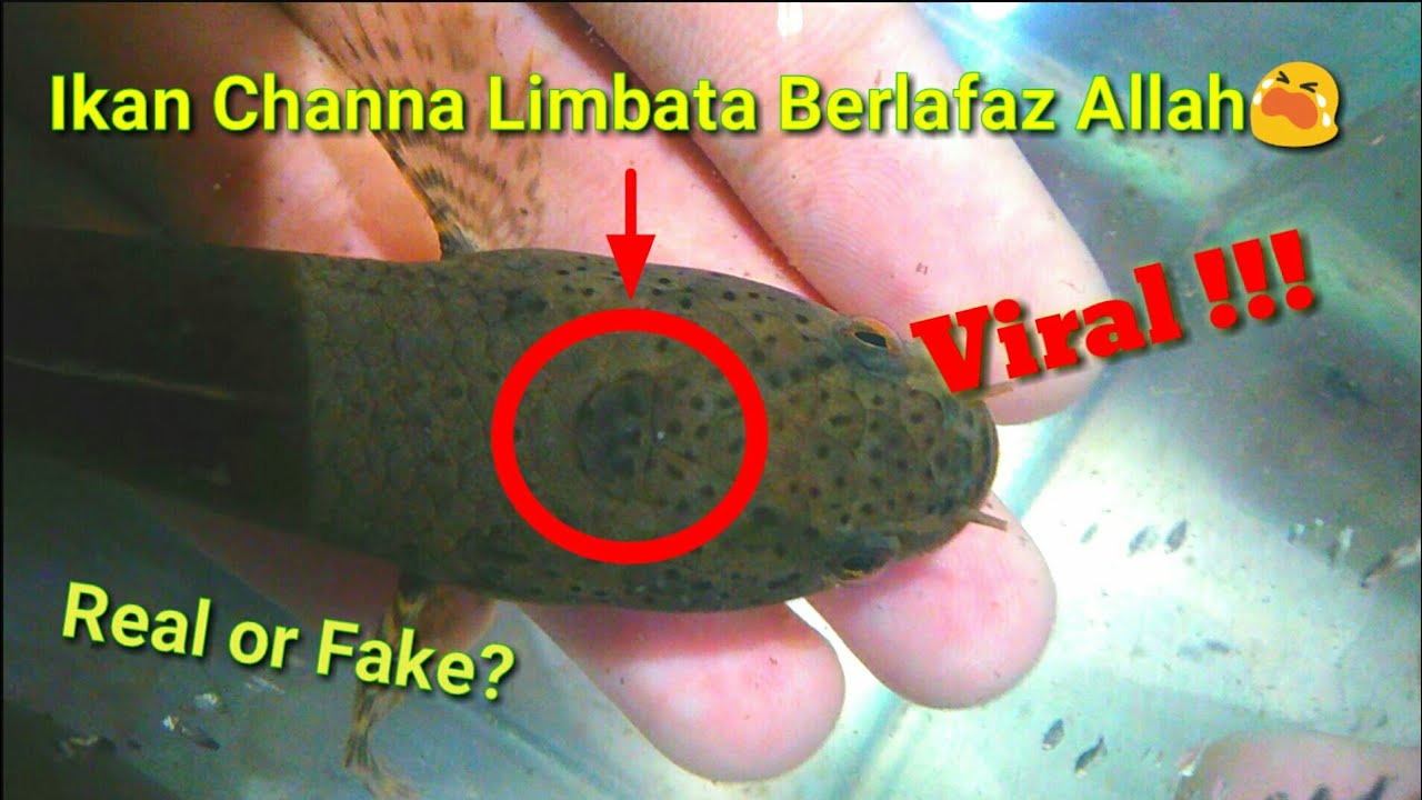 Subhanallah😭 Viral !!! Ikan Channa (Channa Limbata) Berlafaz Allah