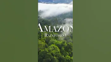 Msitu Wa Amazon 