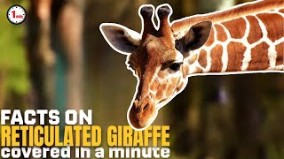 Reticulated Giraffes of Northeastern Africa! | Reticulated Giraffes in 1 Minute | AnimalSnapz by Animal Snapz 30 views 7 months ago 1 minute, 32 seconds