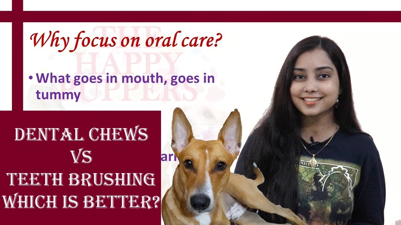 Teeth brushing vs Dental chews for dogs The Happy Puppers blog
