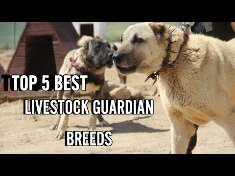 Video: Päť najlepších hospodárskych zvierat stráž psov