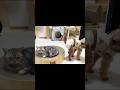 もしかして... #猫 #アメリカンショートヘア #shorts