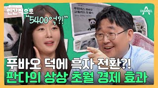 경제 효과만 5400억 원?! 귀여운 판다의 귀엽지 않은 영향력♨ | 인간적으로 2 회