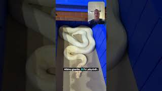 The Burmese grow-up rack 🐍  Hypo Granite 66% het Albino Labyrinth. Albino Granite 66% het Labyrinth