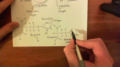Synaptotagmin Part 2