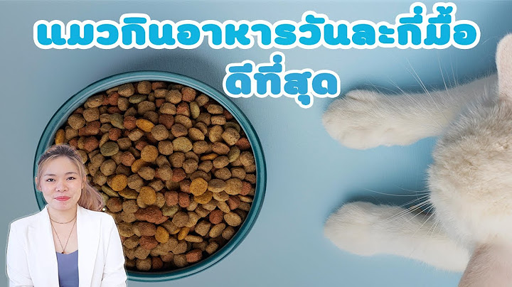แมวกินอาหารวันละกี่มื้อดีที่สุด