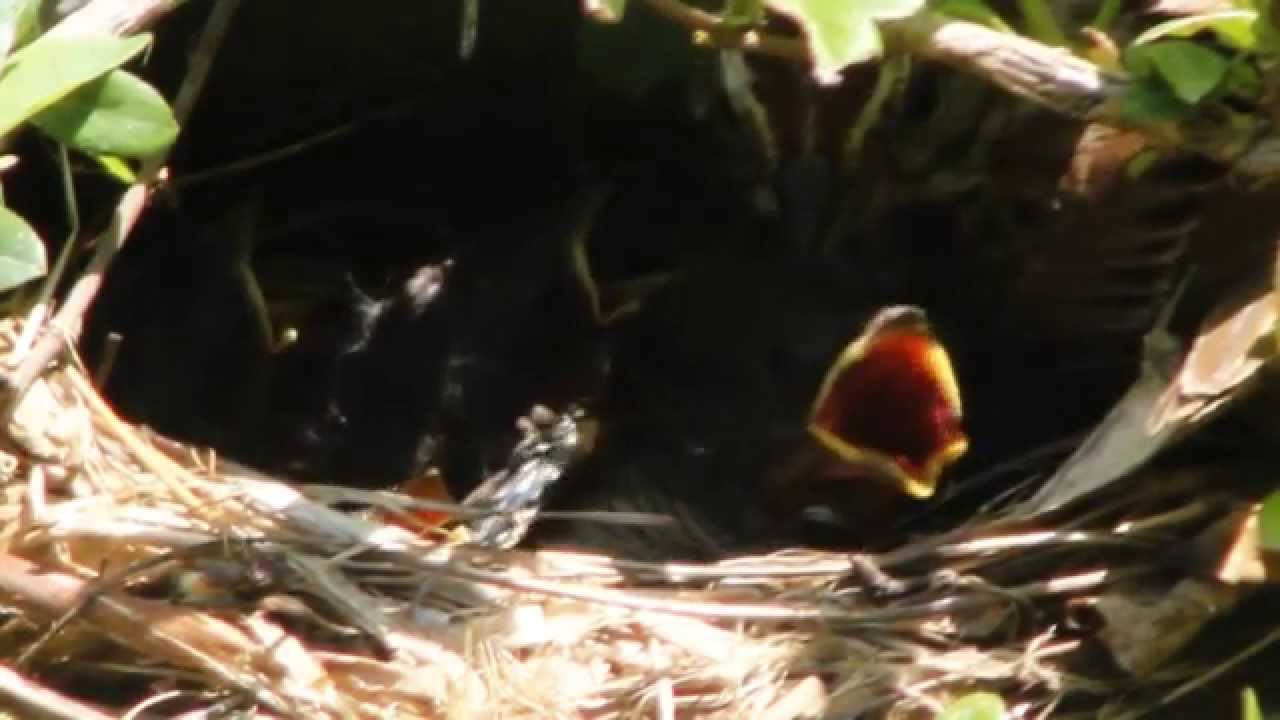 Sparrow Feeding Young