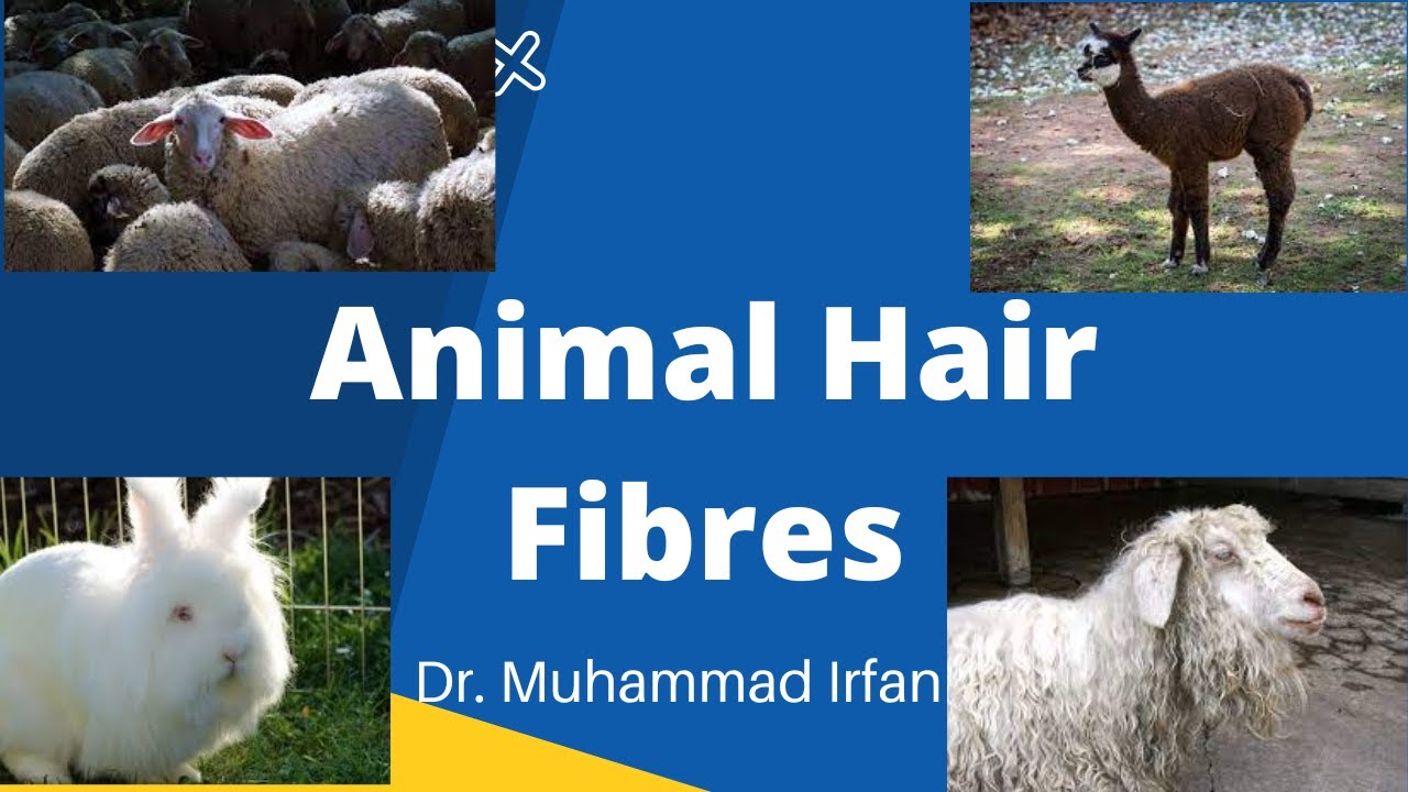 Animal hair fibres Mohair fibre, Cashmere fibre, Lama fibre, Alpaca