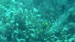 Coral Paradise Majuro