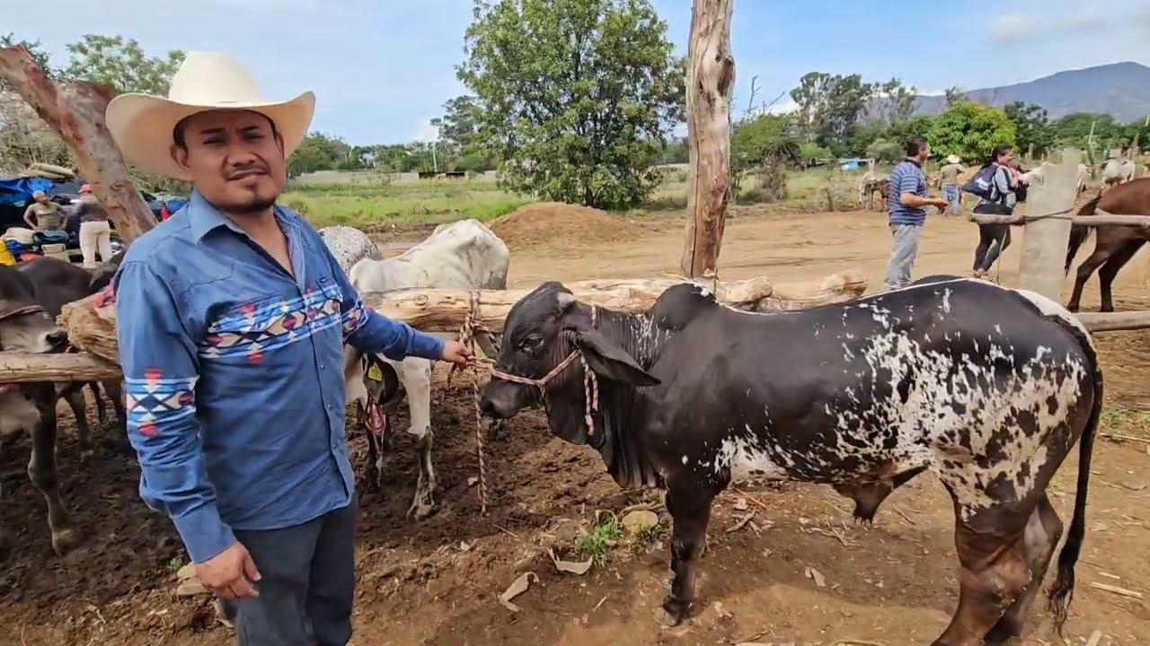 Miércoles de tianguis ganadero en Zimatlan de alvares oaxaca  caballos toros yuntas burros borregos