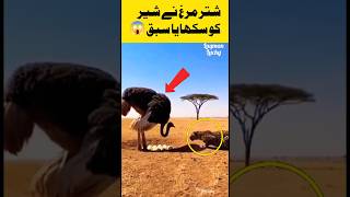 Ostrich Protected Its Eggs