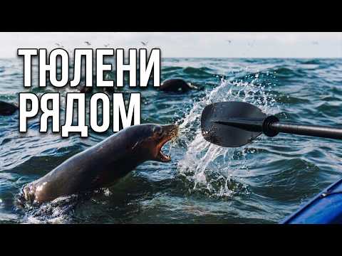 Карабут - Тюлений поход