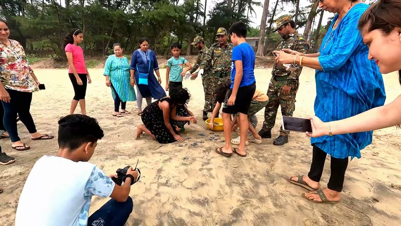 Releasing Olive Ridley turtle hatchlings at Galgibaga beach, Goa