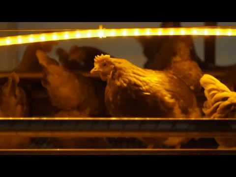 farmers market Lighting Management