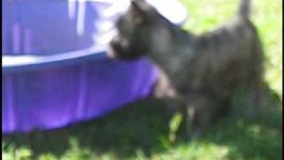 Emmett The Cairn Terrier