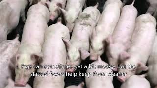 Hog farmer Garry's weanlings follow him while he films them