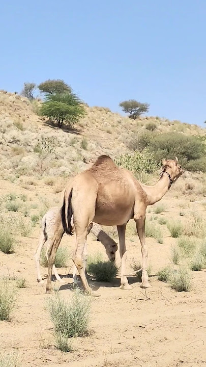ما شاء الله الأم والابن هما مجد الصحراء